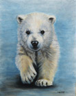 Medvěd lední mládě