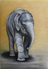 Slon indický mládě