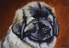 Leonberger štěně