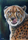 Gepard