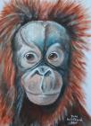 Orangutan - akrylová malba