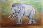 Slon indicky Maxim AKVAREL
